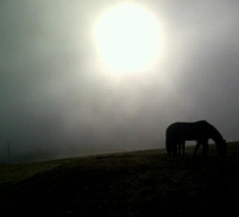 Laddie on Hill