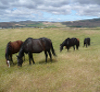 Rancho Mingoia